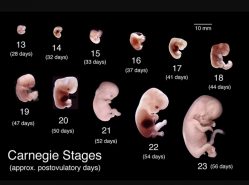 Ontwikkelingsfasen embryo